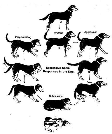 14 Dogs Body Language Ideas Dog Body Language Dogs Dog Care