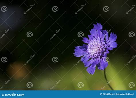 Purple Pincushion Flower Stock Photo Image Of Flower 87540946