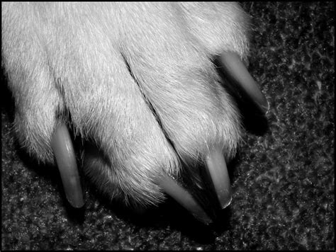 Hundepfote In Schwarz Weiß Anita Sandorn Flickr