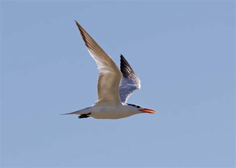 Royal Tern Fort Desoto Park St Petersburg Florida Usa David Conley Flickr