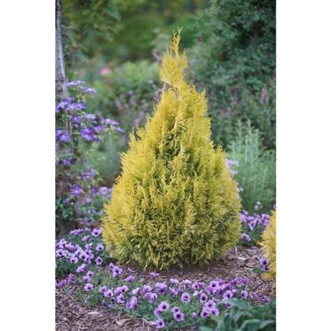 Proven Winners 1 Gal Fluffy Western Arborvitae Thuja Live Evergreen