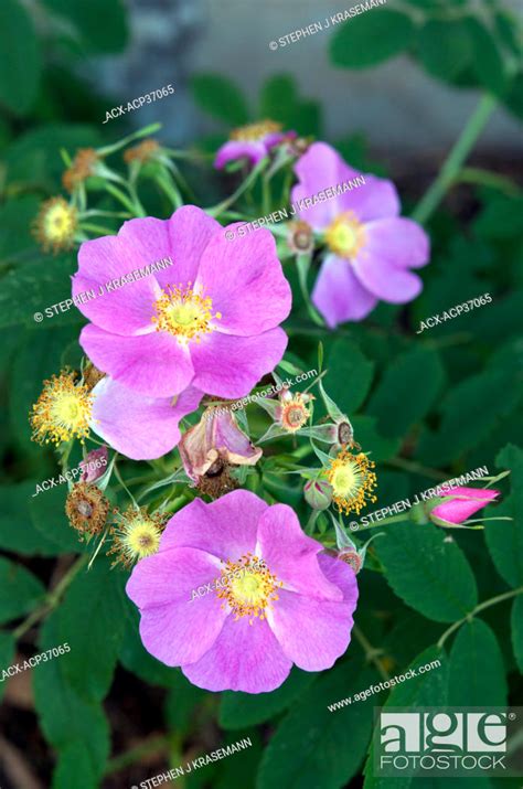 Wild Rose Or Prickly Rose Rosa Acicularis The Official Floral Emblem