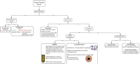 Gram Positive Bacilli Diseases Positivity Bacillus Disease