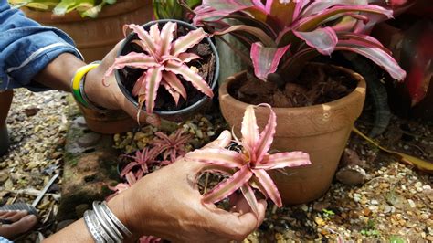 Bromeliad Pups Facts About The Babies