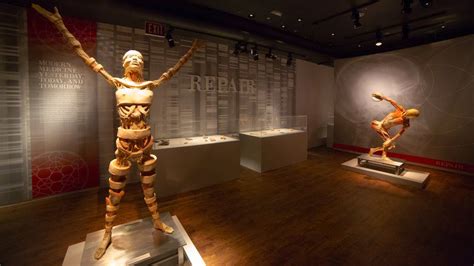 Real Bodies Exhibition Causes Controversy In Australia Bbc News