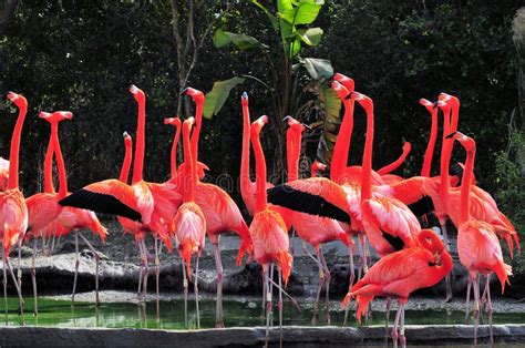 American Flamingos Phoenicopterus Stock Image Image Of Bill Colour