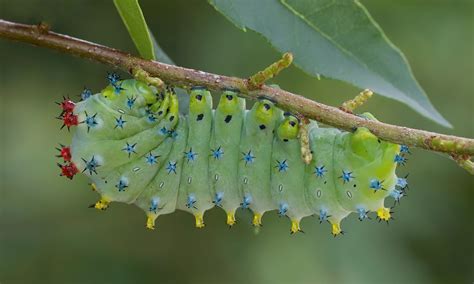 Cecropia Moth Caterpillar Hyalophora Cecropia Fauna Projec Flickr