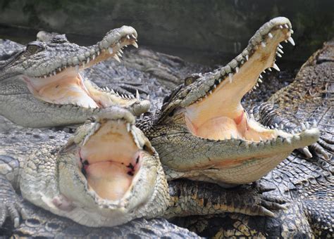 Images Gratuites : faune, reptile, alligator, animaux, les dents