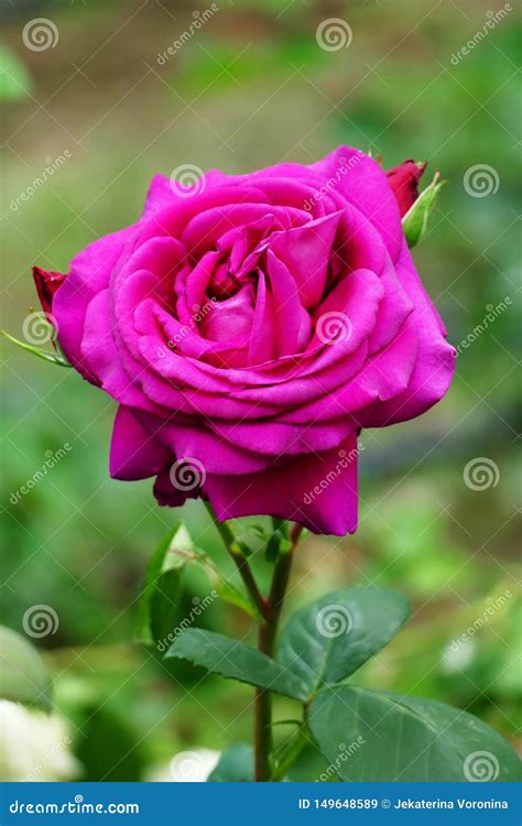 Beautiful Fuchsia Color Rose Stock Image Image Of Picking Nature