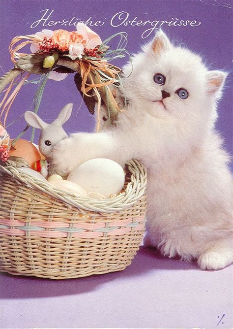 Pin By Maria Villagomez On Pet Easter Photoshoot Easter Cats Cats