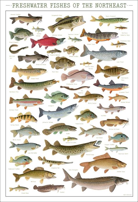 Freshwater Fishes Of The Northeast Poster 13x19 Inch Print By Matt