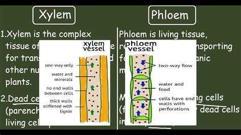 Xylem Vs Phloem Quick Differences And Comparison Youtube