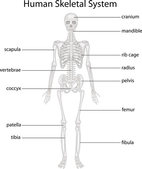 Label The Parts Of Skeletal System