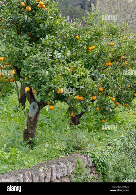 Orange Citrus Sinensis Stock Photo Alamy