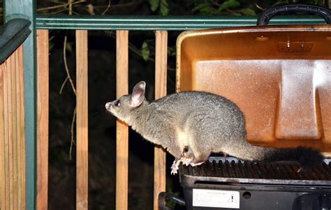 Possum Removal In Strata Schemes Strata Life Sydneys North Shore