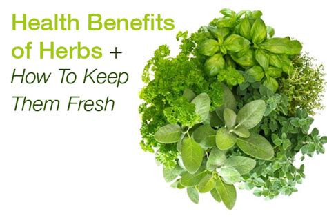 The Health Benefits Of Herbs How To Keep Them Fresh Active Vegetarian