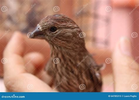 Baby Purple Finch Stock Image Image Of Close Canusan12 64785315