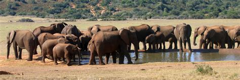 Visit Addo Elephant National Park South Africa Audley Travel Uk