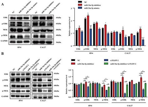 mir 34a 5p functions as a tumor suppressor in head and neck squamous cell cancer progression by