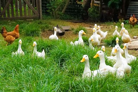 11 Things You Need To Know About Raising Backyard Ducks 2023