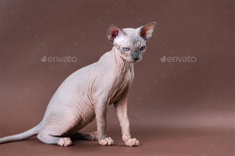 Pretty Canadian Sphynx Cat Of Blue Mink And White Color With Blue Eyes