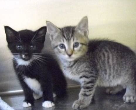 Newborn domestic short hair kittens. Domestic Short Hair - Black and white - 4 Eight Week Old ...