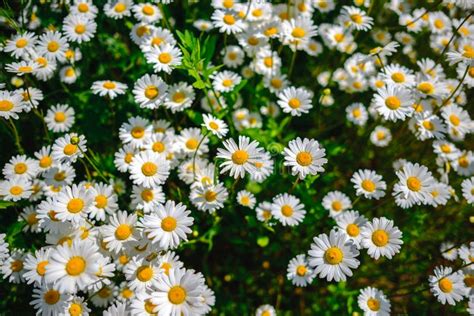 Selective Focus Daisy Flowers Wild Chamomile Green Grass And