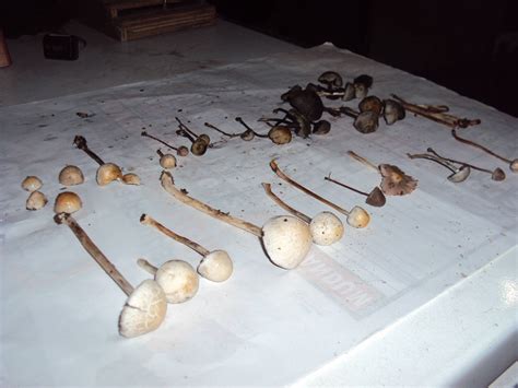 Need Help Id Philippines Mushroom Hunting And Identification