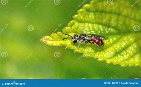 Small Black Wasp On A Leaf Stock Photo Image Of Macro Leaf 252149222