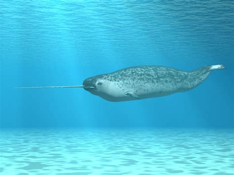 Everything You Never Knew About Narwhals Omgfacts