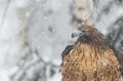 Red Tailed Hawk In The Snow Stock Image Image Of Avian Asio 88163563