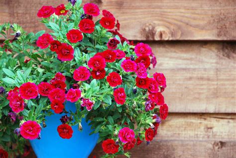 Discover Gorgeous Flowering Container Garden Plants That Love Sun 2022