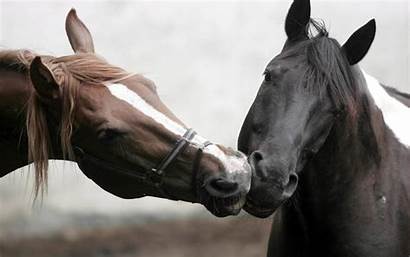 Cavalli Orecchie Horse Horses Animal Wallpapers Comunicano
