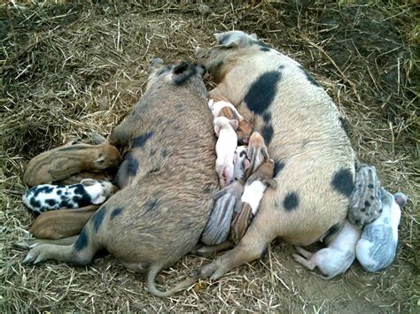 Pig Pile Cute Animals Cool Pets Animals