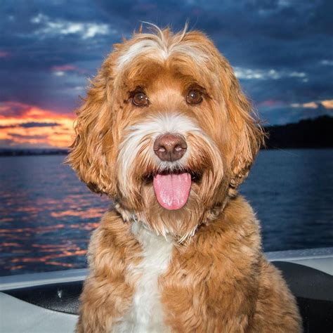 Reagan The Australian Labradoodle Dog In The Beautiful Sunset On The