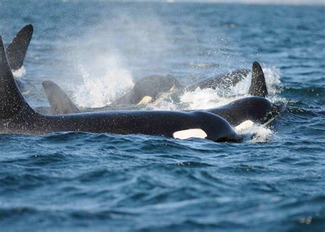 Southern Resident Killer Whale Population Is Running Out Of Salmon