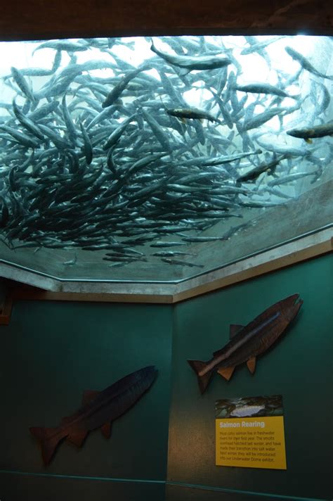 A Visit To The Seattle Aquarium