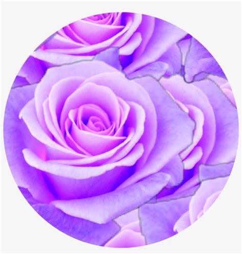 Purple Aesthetic Wallpaper Rose Pin By Hailey Moore On