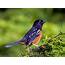 Grays Harbor Birds Spotted Towhee Pipilo Maculatus  The Daily World