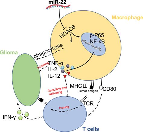 outline diagram of the anti tumor effects of mir 22 hdac6 nf κb axis in download scientific