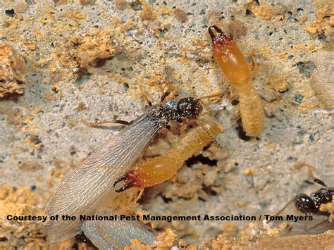 Subterranean Termites Photos Info And Extermination
