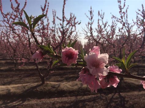 Beautiful California Peach Blossoms Peach Blossoms Orchard California