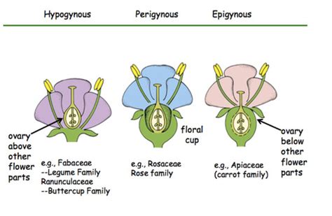 Morphology Of Flowering Plants Morphology Morphology Of Flowering