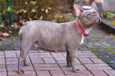 If your french bulldog appears happy and healthy and they're within the weight range in the chart, then you're probably okay. When To Give Pregnant Dog Puppy Food - Puppy And Pets