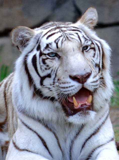 «genetic abnormality of the visual pathways in a „white tiger» r.w. WHITE TIGER - UP CLOSE | White Bengal Tiger | Michael | Flickr