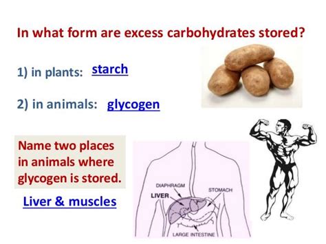 The glucose that is not used immediately is converted in the liver and muscles into glycogen for storage by the process of glycogenesis. These are both storage polysaccharides and carbohydrates ...