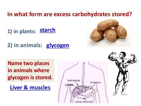 Carbohydrate, class of naturally occurring compounds and derivatives formed. Carbohydrates Are Stored In Fhe Kiver And Musc In The Form Of : Glucose can be used immediately ...