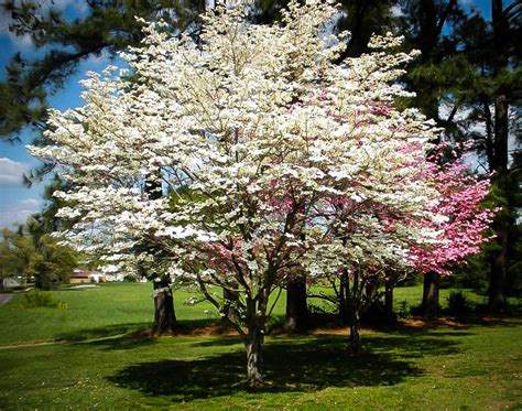 Flowering dogwood is a small deciduous tree that blooms with white, pink, or red flowers in early spring; Cherokee Princess Dogwood Tree For Sale Online | The Tree ...