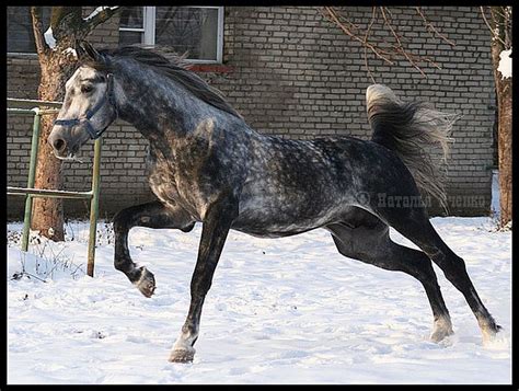 Breed Orlov Trotter Country Of Origin Russia Average Height 16hh