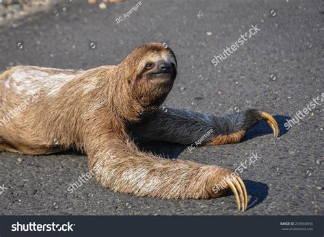 Sloth Trying To Cross The Road At Corcovado National Park Costa Rica